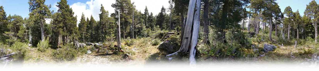 Parque Nacional Alerce Costero (1)