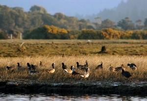 Mujeres de Mehuín apuestan por el turismo de intereses especiales en el río Lingue