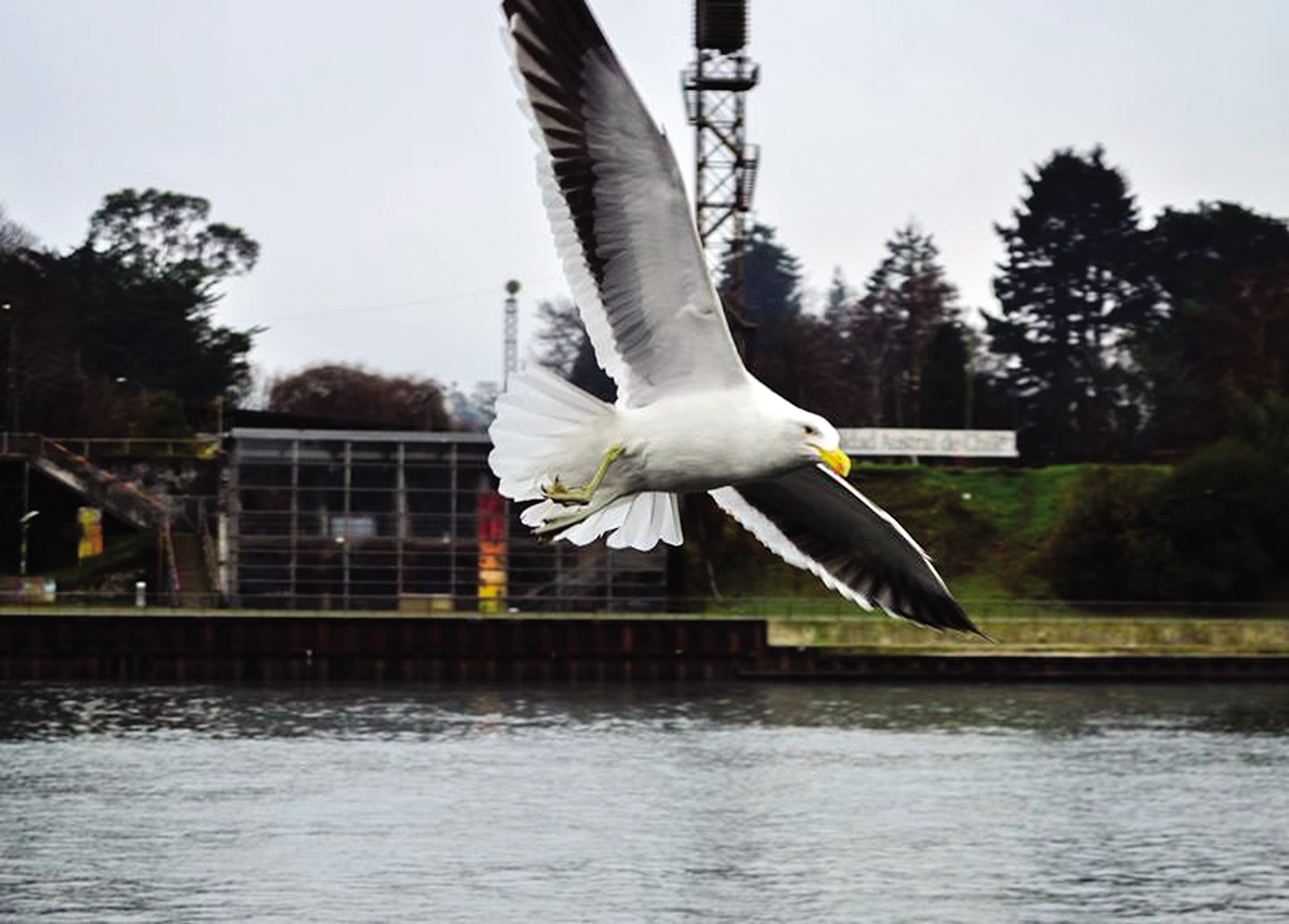 Gaviota Cocinera